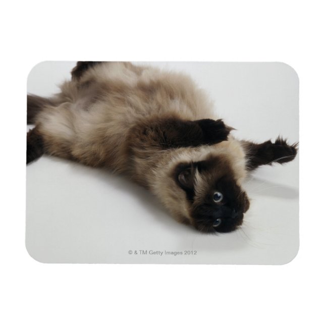 Íman Himalayan Cat Deitado nas costas (Horizontal)