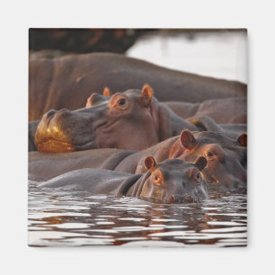 Íman Hipopótamo, Hippopotamus amphibius, Lago