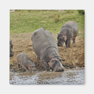 Íman Hipopótamo, Hippopotamus amphibius, Serengeti