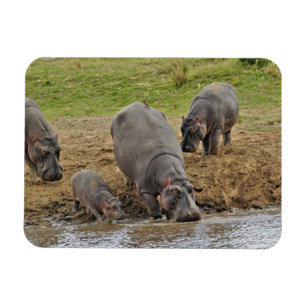 Íman Hipopótamo, Hippopotamus amphibius, Serengeti