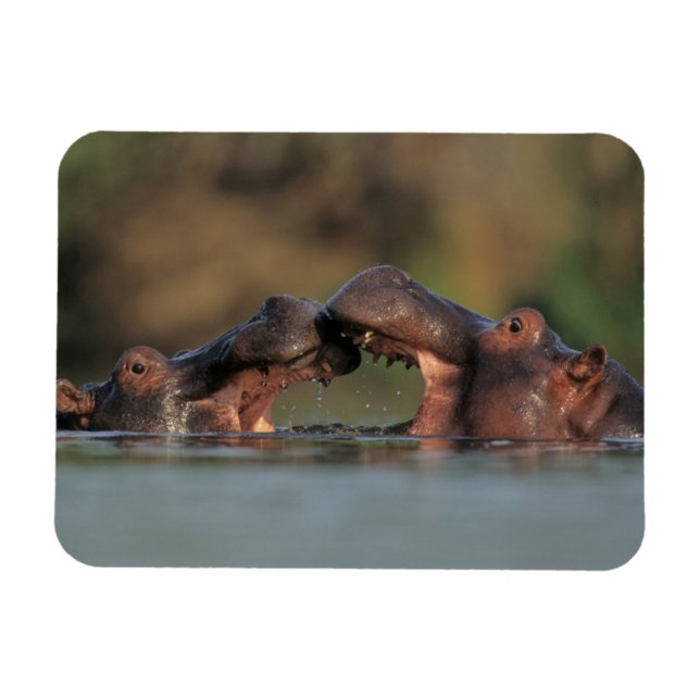 Íman Hipopótamos (Hippopotamus Amphibius) Lutando (Horizontal)
