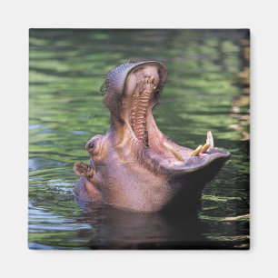 Íman Hippo com fome