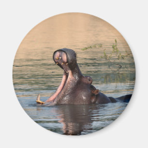 Íman hippopotamus