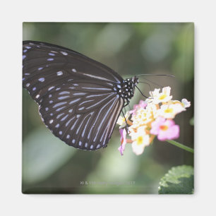 Íman Hodokubo, Hino, Tokyo, Japão 5