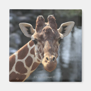 Íman Hodokubo, Hino, Tóquio, Japão 6