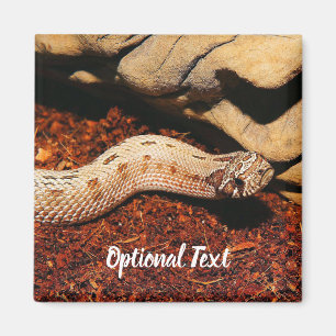 Íman Hognose Pet Cobra