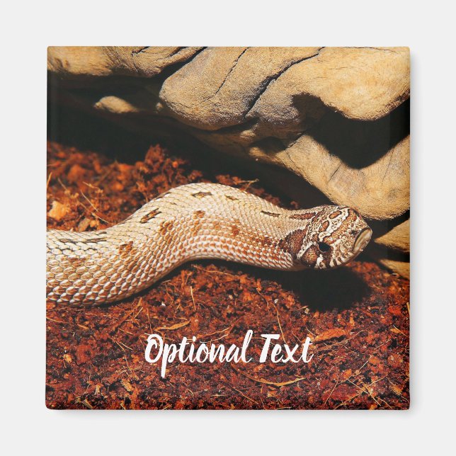 Íman Hognose Pet Cobra (Frente)