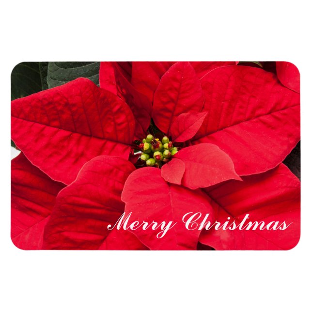 Íman Holiday Poinsettia Magnet (Horizontal)