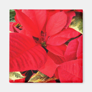 Íman Holly Point Poinsettias Holiday Floral