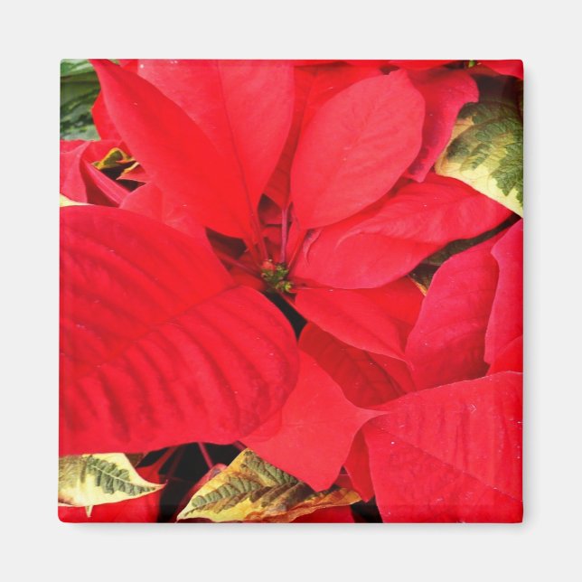 Íman Holly Point Poinsettias Holiday Floral (Frente)