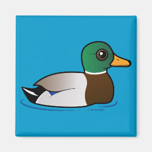 Íman Homem bonito do pato selvagem
