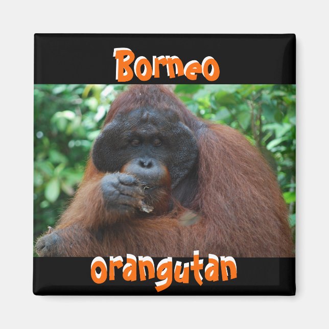Íman Homem Borneo Orangutan na Selva (Frente)