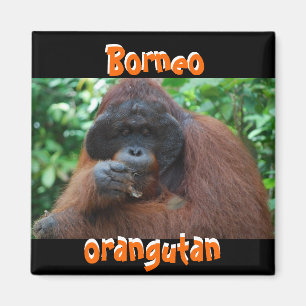 Íman Homem Borneo Orangutano na Selva
