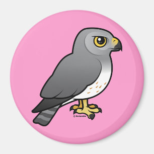 Íman Homem do Harrier do norte