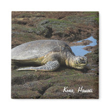 Honu Resting on Warm Rocks
