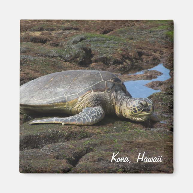 Íman Honu Resting on Warm Rocks (Frente)