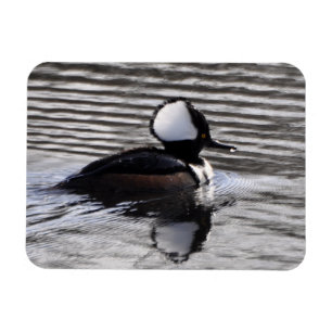 Íman Hooded Merganser Drake