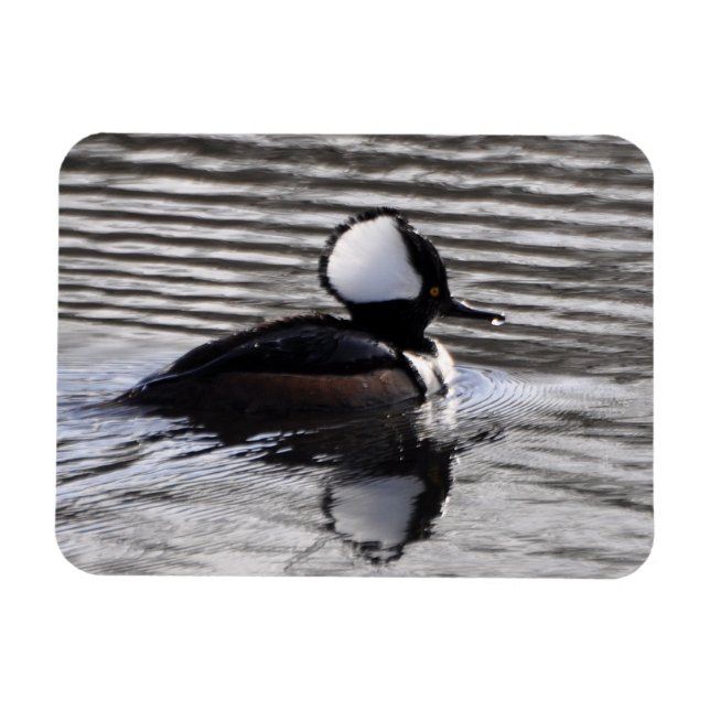 Íman Hooded Merganser Drake (Horizontal)
