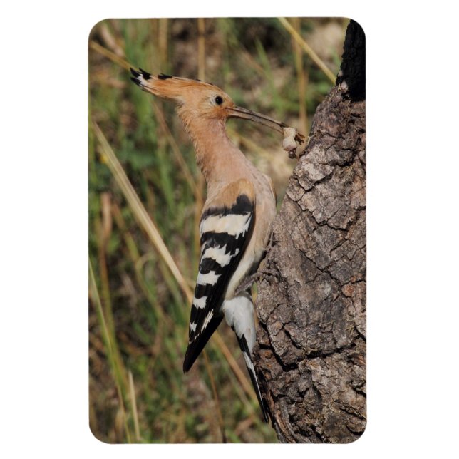 Íman Hoopoe Feeding Nestling (Vertical)