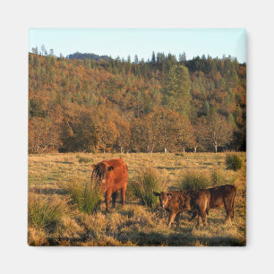 Íman Hora da Família.......