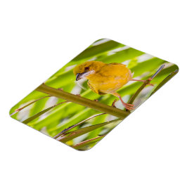 Íman Hora de construir o ninho