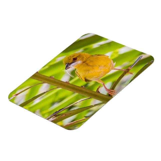 Íman Hora de construir o ninho (Left Side)