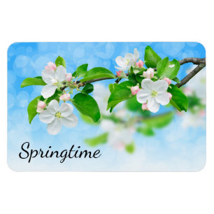 Íman Horário de primavera (flores de maçã)