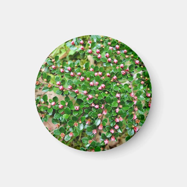 Íman Horizontal de Cotonu (Frente)