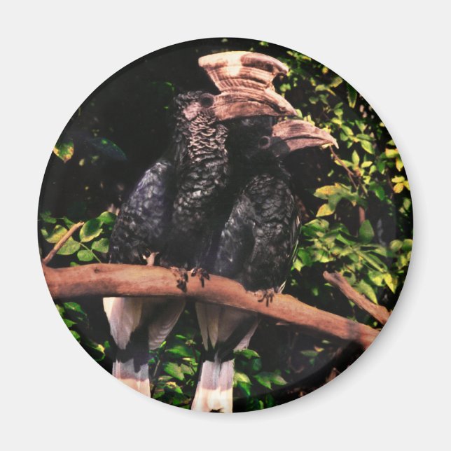 Íman Hornbill In Love (Frente)