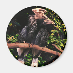 Íman Hornbills no amor