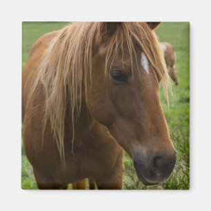 Íman Horse Hello