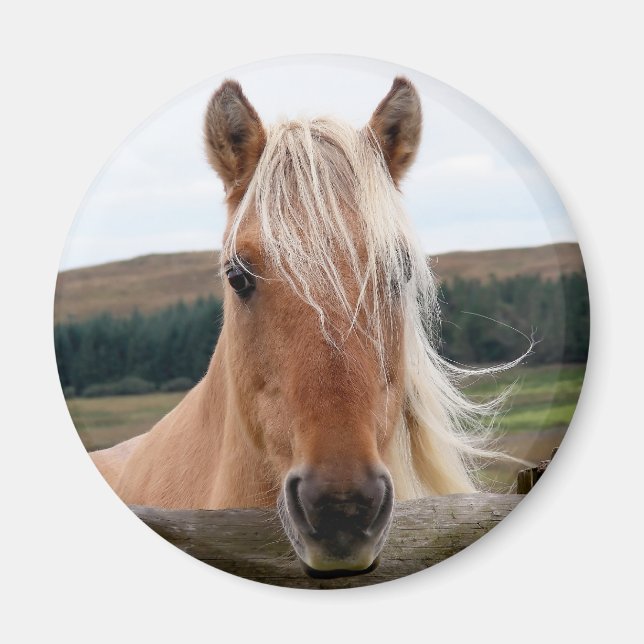 Íman Horsie (Frente)