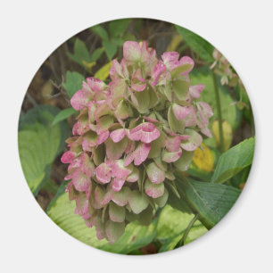 Íman Hortênsia de Outono Floresce com Folhas Douradas d