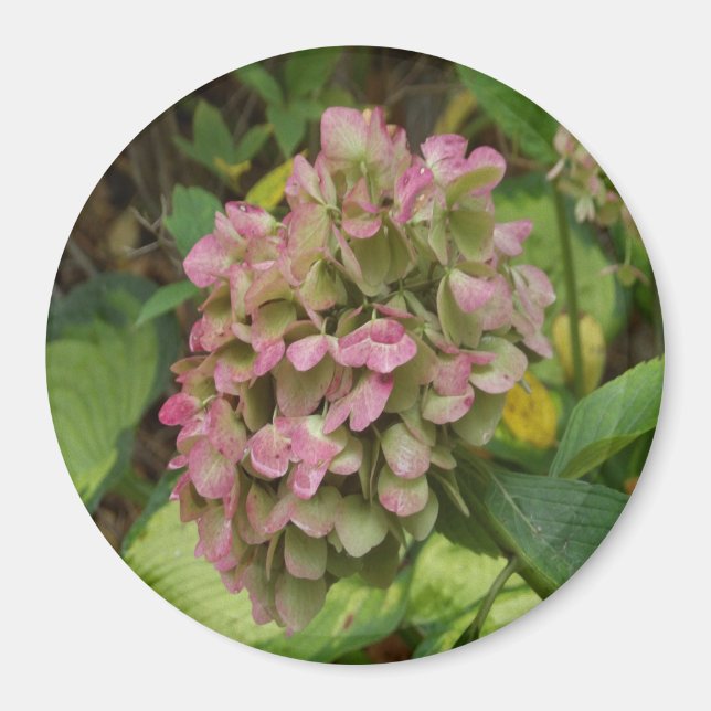 Íman Hortênsia de Outono Floresce com Folhas Douradas d (Frente)