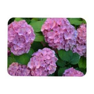 Íman Hortensia hydrangea bush rosa
