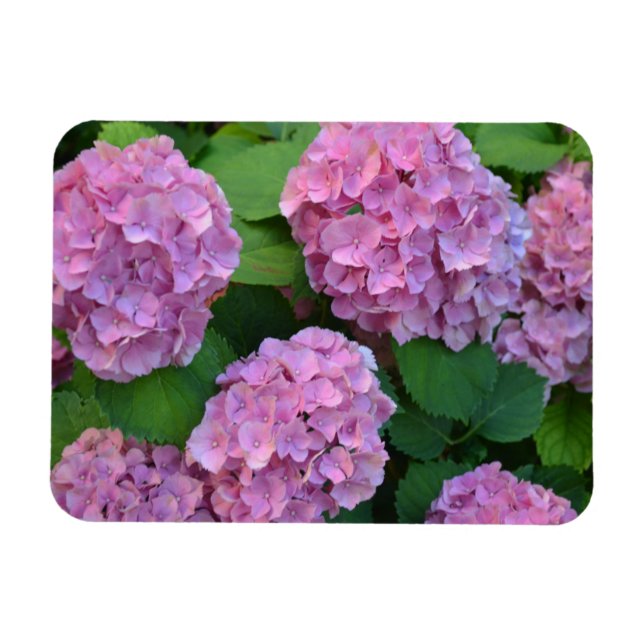 Íman Hortensia hydrangea bush rosa (Horizontal)
