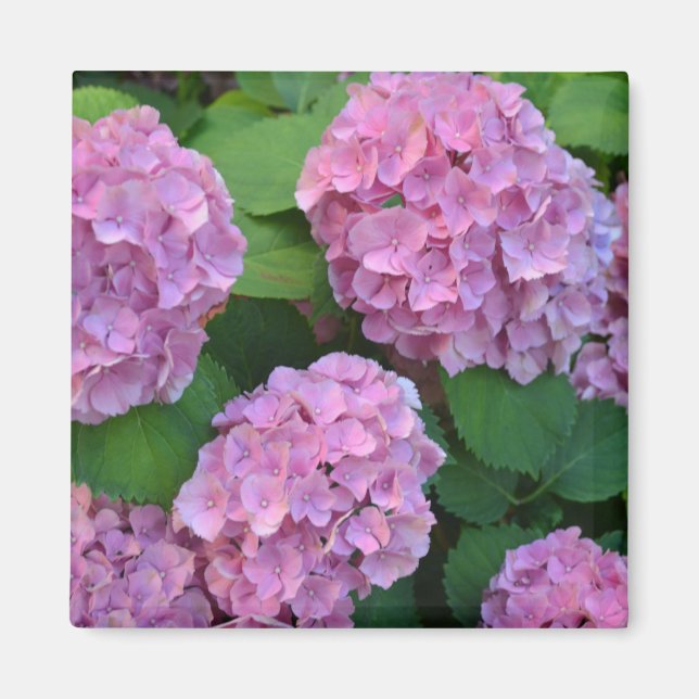 Íman Hortensia hydrangea rosa (Frente)