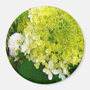 Íman Hortênsia Limelight Verde Chartreuse Elegante