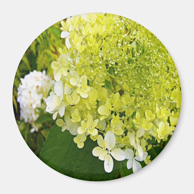 Íman Hortênsia Limelight Verde Chartreuse Elegante (Frente)