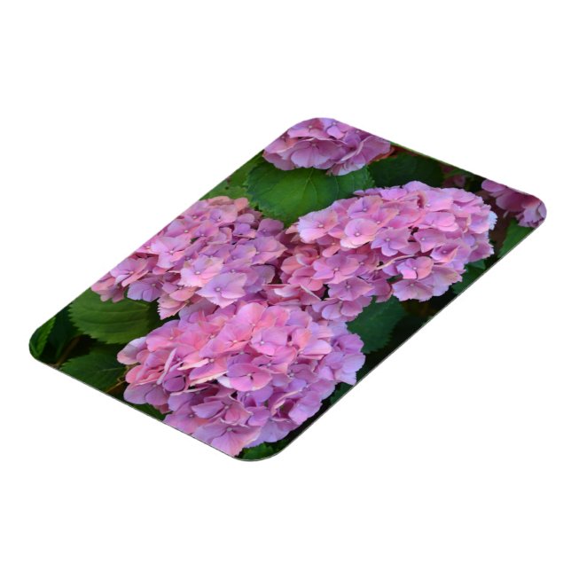 Íman Hortênsia rosa pastel em flor (Left Side)