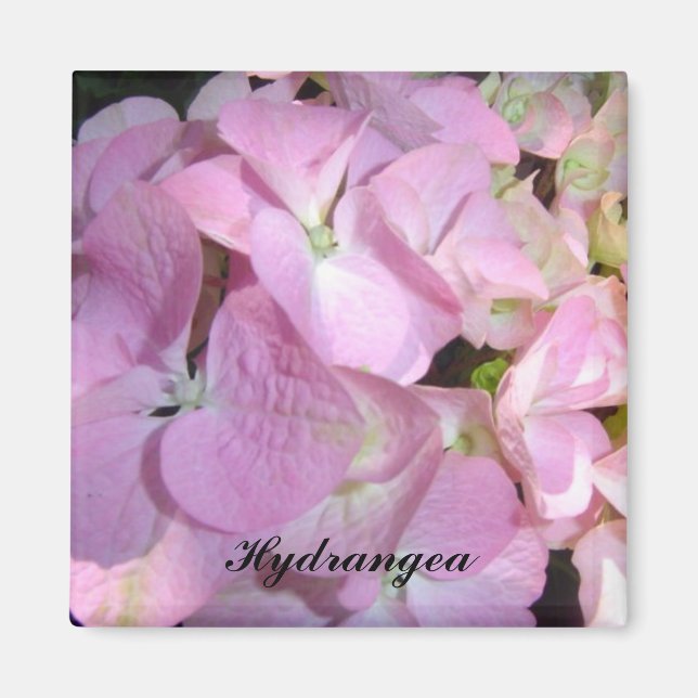 Íman Hortênsias Rosa Bebê (Frente)