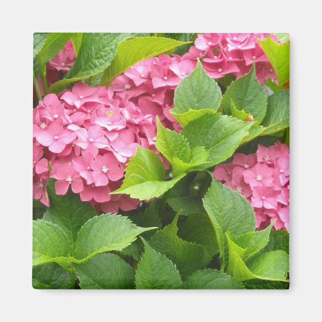 Íman Hortênsias Rosa Intenso (Frente)