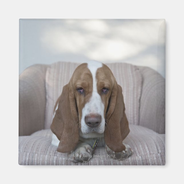 Íman Hound Basset (Frente)
