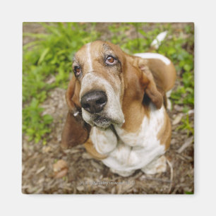 Íman Hound Basset 2