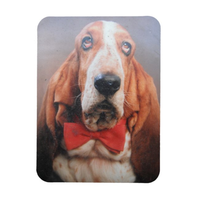 Íman Hound Basset Premium com Arco Vermelho (Vertical)