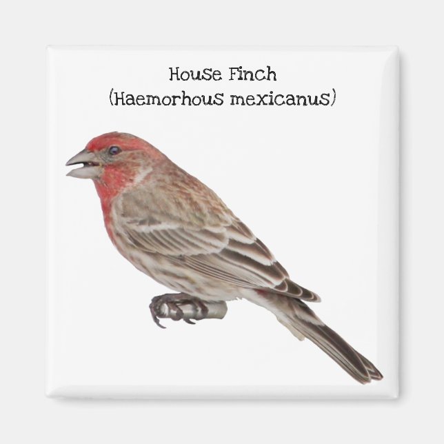 Íman House Finch (Frente)