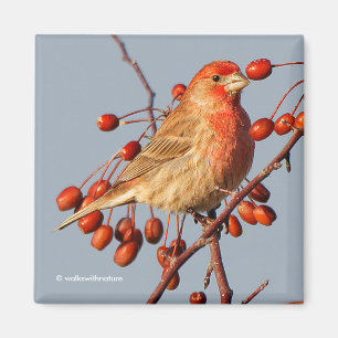 Íman House Finch com as Berries Hawthorn