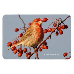 Íman House Finch com as Berries Hawthorn