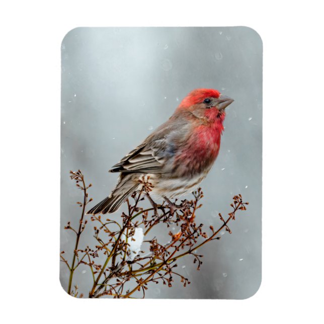 Íman House Finch in Snow - Foto original (Vertical)