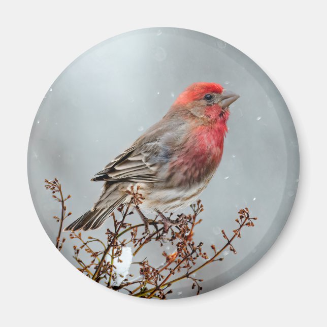 Íman House Finch in Snow - Foto original (Frente)